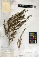 Isotype of Dondia palmeri Standley [family CHENOPODIACEAE]