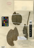Isotype of Loranthus miniatus Elmer [family LORANTHACEAE]