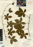 Isotype of Rubus weatherbyi L. H. Bailey [family ROSACEAE]