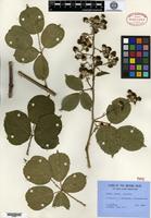Type of Rubus daveyi Rilstone [family ROSACEAE]