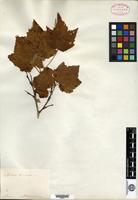 Type? of Spiraea amurensis Maxim. [family ROSACEAE]