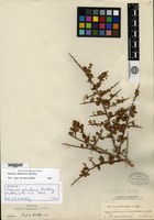 Isotype of Schinus johnstonii F. A. Barkley [family ANACARDIACEAE]
