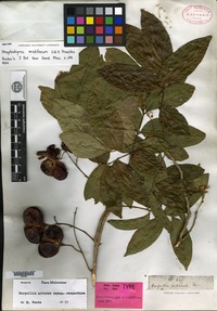 Isotype of Streptostigma viridiflorum Thwaites [family SAPINDACEAE]