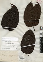 Isotype of Anthocephalus morindaefolius Korthals [family RUBIACEAE]