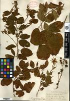 Syntype of Rubus nigrobaccus L. H. Bailey var. calycosus Fernald [family ROSACEAE]