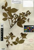 Syntype of Rubus canadensis Linnaeus var. septemfoliolatus Blanchard [family ROSACEAE]
