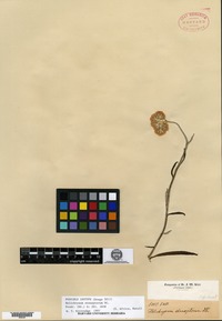 Isotype of Helichrysum stenopterum de Candolle [family ASTERACEAE]