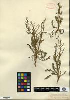 Type of Sisymbrium burchellii de Candolle [family BRASSICACEAE]