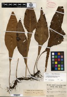Isotype of Gymnogramma henryi Baker [family ADIANTACEAE]