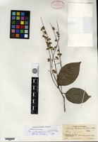 Isotype of Homalium colombianum S. F. Blake [family FLACOURTIACEAE]