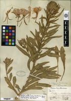 Lectotype of Oenothera biennis Linnaeus var. hirsutissima A. Gray ex S. Watson [family ONAGRACEAE]