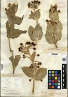 Syntype of Gomphocarpus tometosus (Torrey) A. Gray var. xantii A. Gray [family ASCLEPIADACEAE]