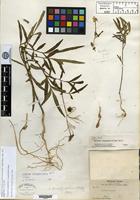 Isotype of Solanum stenophyllidium Bitter [family SOLANACEAE]