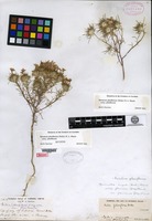 Type of Gilia pluriflorum A. Heller [family POLEMONIACEAE]