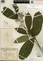 Isotype of Faramea eurycarpa Donnell Smith [family RUBIACEAE]