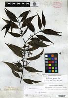 Isotype of Griffithia gardneri Thwaites [family RUBIACEAE]
