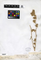 Type of Phacelia circinata J. Jacquin var. calycosa A. Gray [family HYDROPHYLLACEAE]