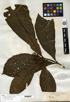 Isotype of Pavetta puberula Hiern [family RUBIACEAE]