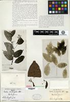 Isotype of Cordia scabrifolia A. de Candolle [family BORAGINACEAE]