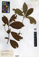Type? of Guettarda comata Standley [family RUBIACEAE]