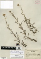 Isolectotype of Cardamine multiguga Franchet var. gracilis O. E. Schulz [family BRASSICACEAE]