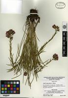 Holotype of Liatris oligocephala J. R. Allison [family ASTERACEAE]