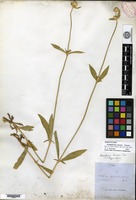 Isosyntype of Gomphrena sonorae Torrey [family AMARANTHACEAE]