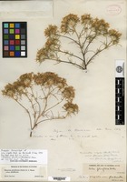 Isosyntype of Gilia virgata (Bentham) Steudel var. floribunda A. Gray [family POLEMONIACEAE]