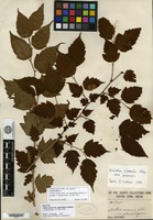 Syntype of Neillia sinensis Oliver f. glanduligera Hemsley ex Rehder [family ROSACEAE]