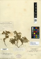 Syntype of Rosa gymnocarpa Nuttall ex Torrey & A. Gray var. pubescens S. Watson [family ROSACEAE]