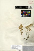 Isosyntype of Alternanthera suffruticosa Torrey [family AMARANTHACEAE]