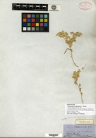 Isosyntype of Alternanthera suffruticosa Torrey [family AMARANTHACEAE]