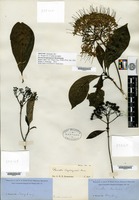 Isotype of Pavetta hongkongensis Bremekamp [family RUBIACEAE]