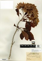 Isotype of Cosmocalyx spectabilis Standley [family RUBIACEAE]