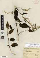 Isotype of Celosia elegantissima Hauman [family AMARANTHACEAE]