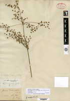 Syntype of Juncus acuminatus Michaux var. robustus Engelmann [family JUNCACEAE]