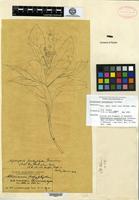 Holotype of Altamirania pachyphylla Greenm. [family ASTERACEAE]