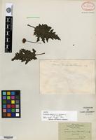 Isotype of Scalesia baurii B. L. Robinson & Greenman [family ASTERACEAE]