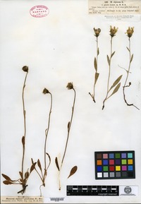 Type? of Hieracium alpinum Fries var. eximium Backhouse [family ASTERACEAE]