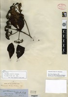 Type of Chimarrhis hookeri K. Schumann [family RUBIACEAE]