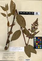 Isotype of Stachys ciliata Douglas subsp. macrantha Piper [family LAMIACEAE]