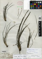 Isotype of Isoetes cubana Engelmann ex Baker [family ISOETACEAE]