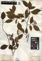 Isotype of Pourthiaea coreana Decaisne [family ROSACEAE]