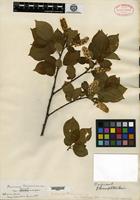 Type of Prunus virginiana Linnaeus var. leucocarpa S. Watson [family ROSACEAE]