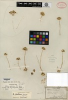 Isotype of Allium fibrillum M. E. Jones [family ALLIACEAE]