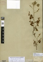 Syntype of Urvillea mexicana A. Gray [family SAPINDACEAE]