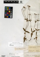 Syntype of Fedia woodsiana Torrey & A. Gray [family VALERIANACEAE]