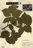 Type of Rubus glandicaulis Blanchard var. neoscoticus Fernald [family ROSACEAE]