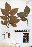 Isotype of Ulmus floridana Chapman [family ULMACEAE]
