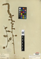 Holotype of Amaranthus greggii S. Watson [family AMARANTHACEAE]